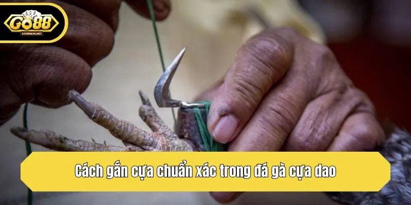 Cách gắn cựa chuẩn xác trong đá gà cựa dao
